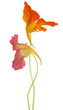 nasturtium