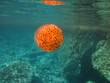 Orange Jellyfish Underwater
