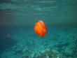 Jellyfish in Ionian Sea