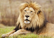 Relaxing King