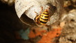 Wasps building a nest.