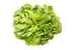 lettuce Lollo