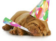 birthday puppy