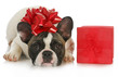 christmas puppy