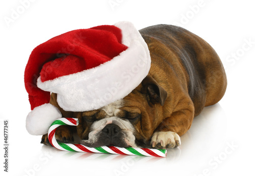Photo: christmas dog christmas dog