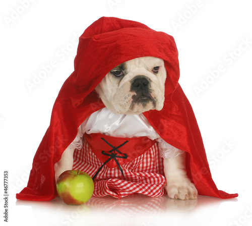 Photo: little red riding hood little red riding hood