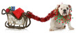 dog pulling christmas sleigh