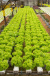 Hydroponic vegetable farm