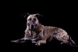 aufmerksamer hund
