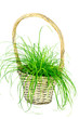 Curly grass in the basket