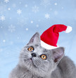 Weihnachtskatze