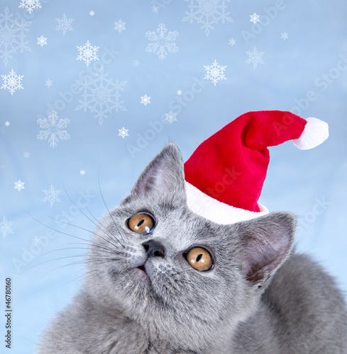 Photo: Weihnachtskatze Weihnachtskatze