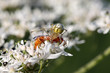 Foto: Krabbenspinne mit erbeutetem Käfer Krabbenspinne mit erbeutetem Käfer
