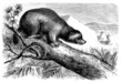 Wolverine - Glouton - Vielfrass