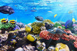 Coral and fish in the Red Sea.Egypt