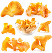Collection of Edible wild mushroom chanterelle isolated on white