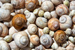 Schneckenhäuser