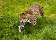 Jaguar (Panthera onca)