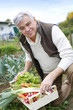 Senior man in kitchen garden picking vegetables