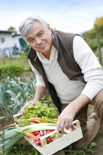 Photo: Senior man in kitchen garden picking vegetables Senior man in kitchen garden picking vegetables