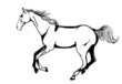 Vector: Arabian horse Arabian horse