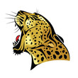 Leopard head on white background