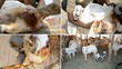 Video: lamb from birth to first steps lamb from birth to first steps