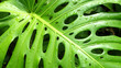 philodendron leaf