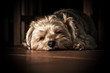 Puppy 1511