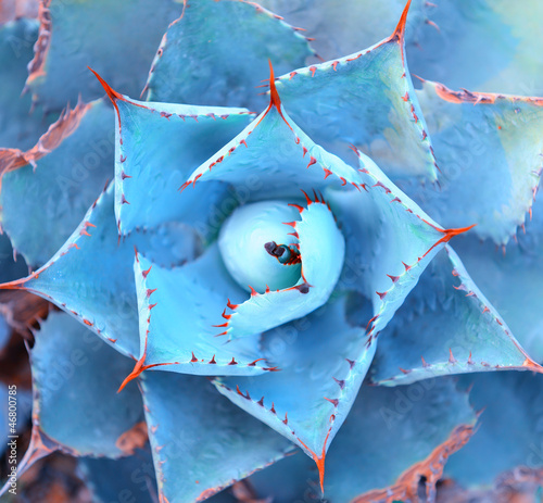 Photo: Macro of succulent plant in the desert Macro of succulent plant in the desert