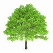 Tree isolated on a white background