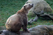 Braunbär
