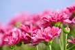 Pink mums