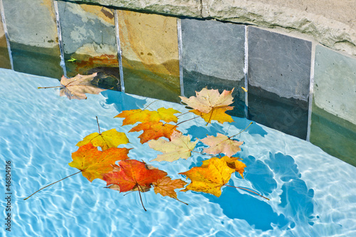 Photo: Fall leaves floating in pool Fall leaves floating in pool