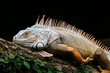 Grüner Leguan (Iguana iguana)