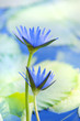 Beautiful lotus flower background