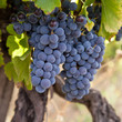 Grappes de raisin