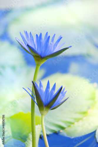 Photo: Beautiful lotus flower background Beautiful lotus flower background