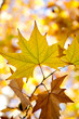 Photo: Autumn leaves Autumn leaves
