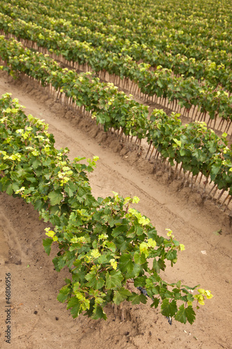 Photo: Jeunes plants de vigne Jeunes plants de vigne