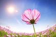 Photo: beautiful daisies on the sunlight background beautiful daisies on the sunlight background