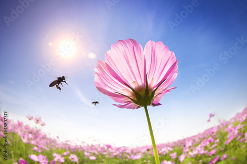 Photo: bee and pink daisies on the sunlight background bee and pink daisies on the sunlight background