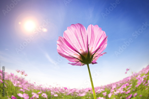 Photo: beautiful daisies on the sunlight background beautiful daisies on the sunlight background