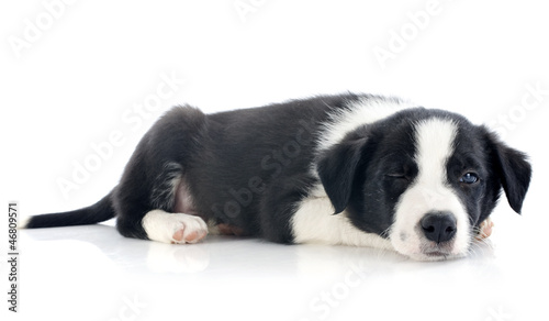 Photo: wink of puppy border collie wink of puppy border collie
