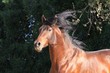 junger hengst - portrait