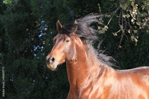 Photo: junger hengst - portrait junger hengst - portrait