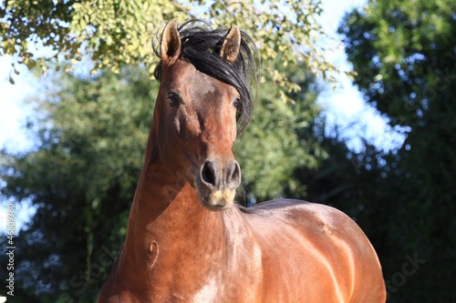 Photo: stolzer hengst stolzer hengst