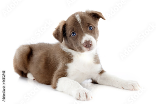 Photo: puppy border collie puppy border collie