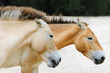 Przewalski Horse
