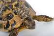 Tortue et BB sur la tête (Testudo Hermanni)